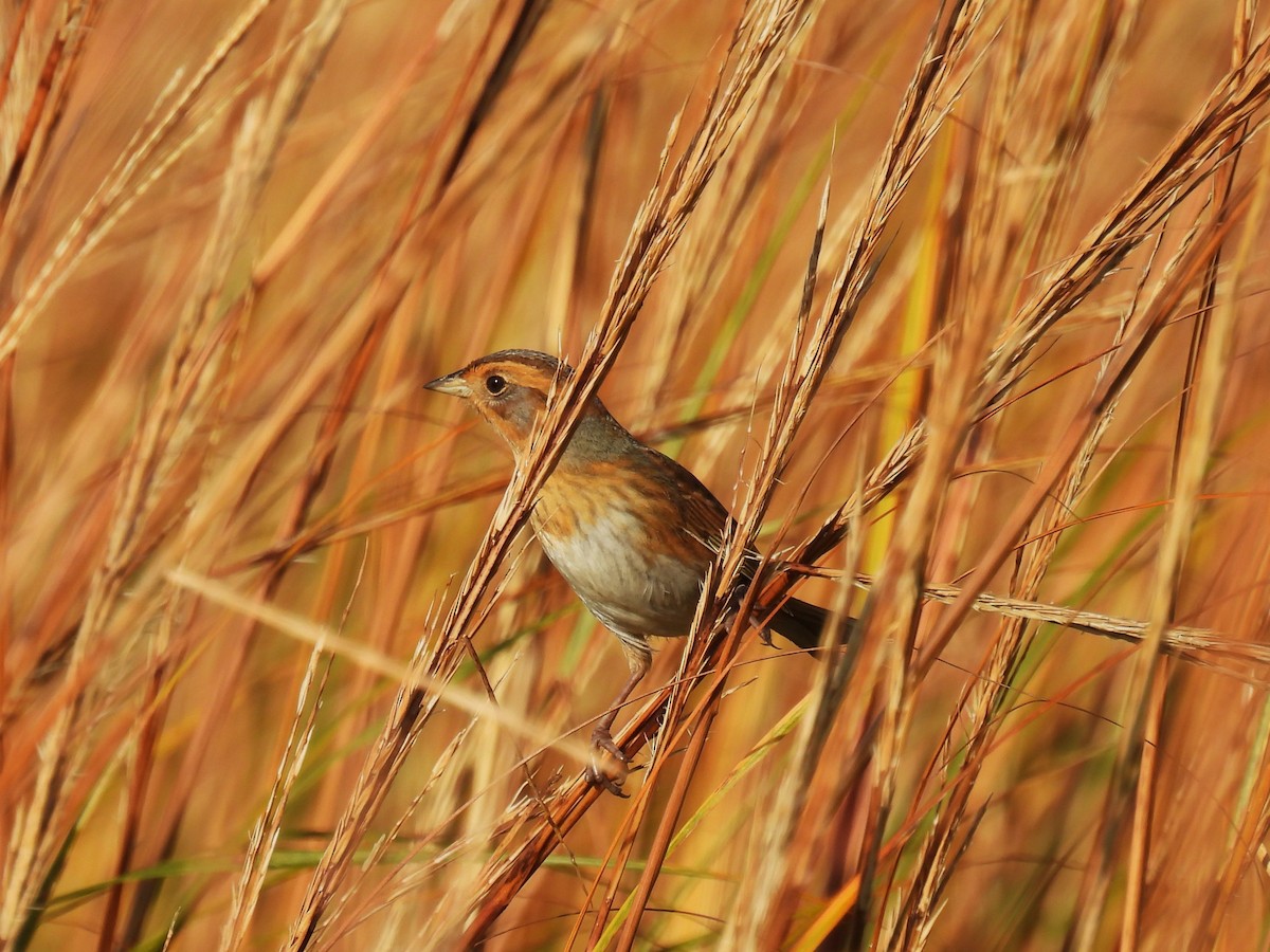 Nelson's Sparrow - ML610497456