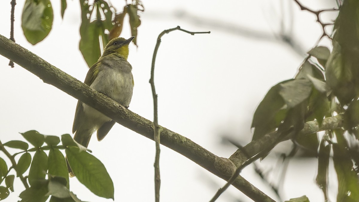 Yellow-necked Greenbul - Robert Tizard