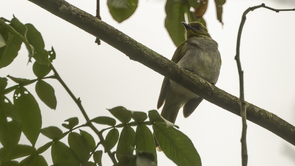 Yellow-necked Greenbul - Robert Tizard