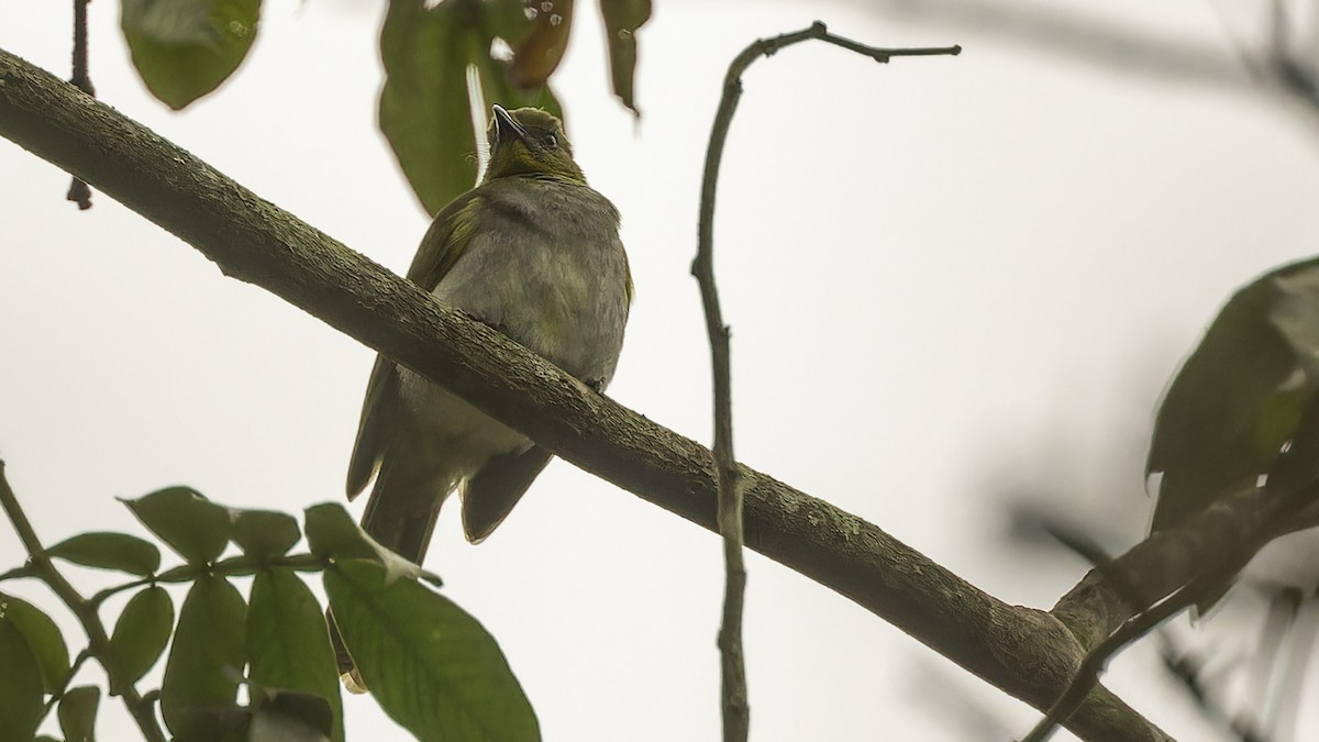 Yellow-necked Greenbul - Robert Tizard