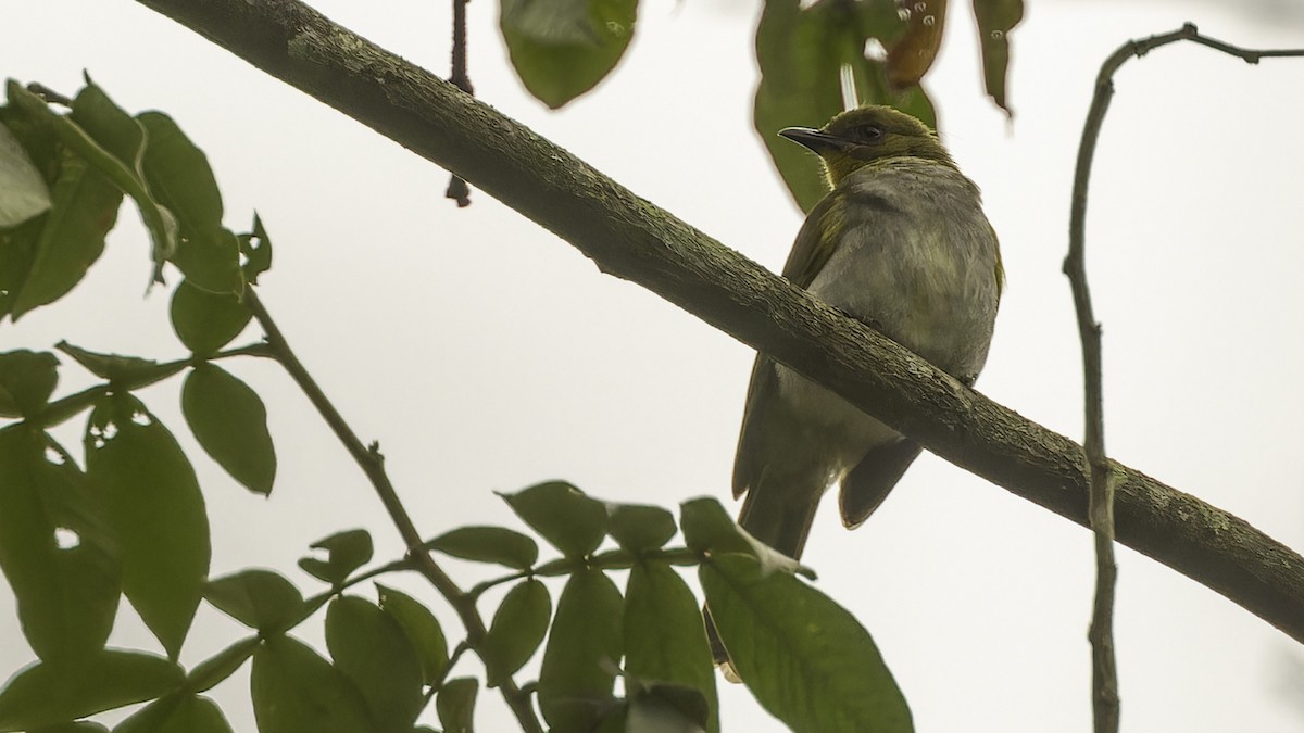 Yellow-necked Greenbul - Robert Tizard