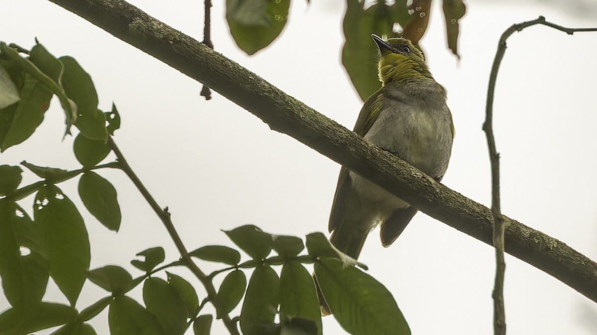 Yellow-necked Greenbul - Robert Tizard