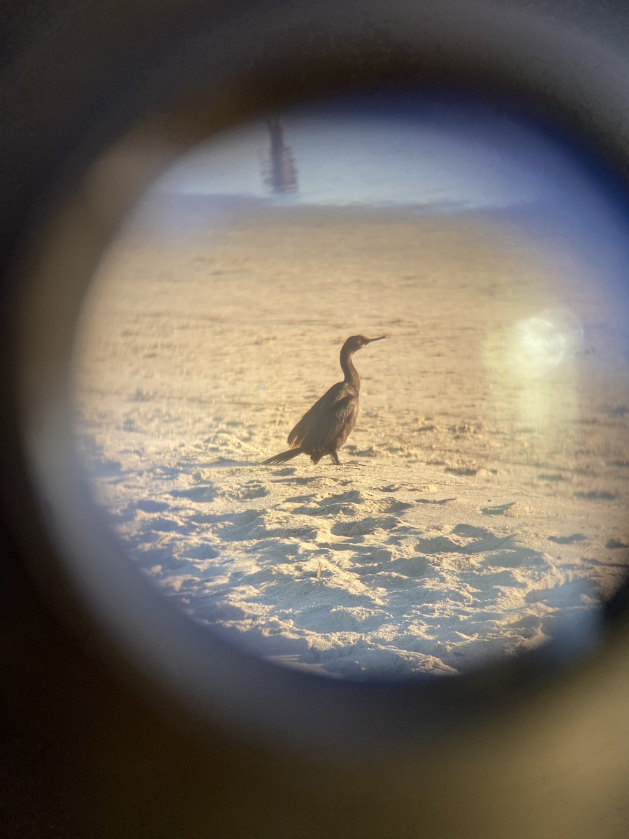 Pelagic Cormorant - ML610497510