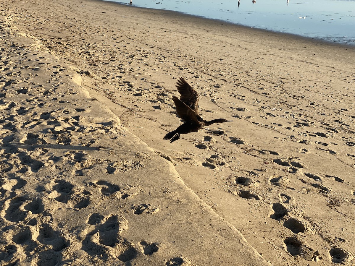 Pelagic Cormorant - ML610497512