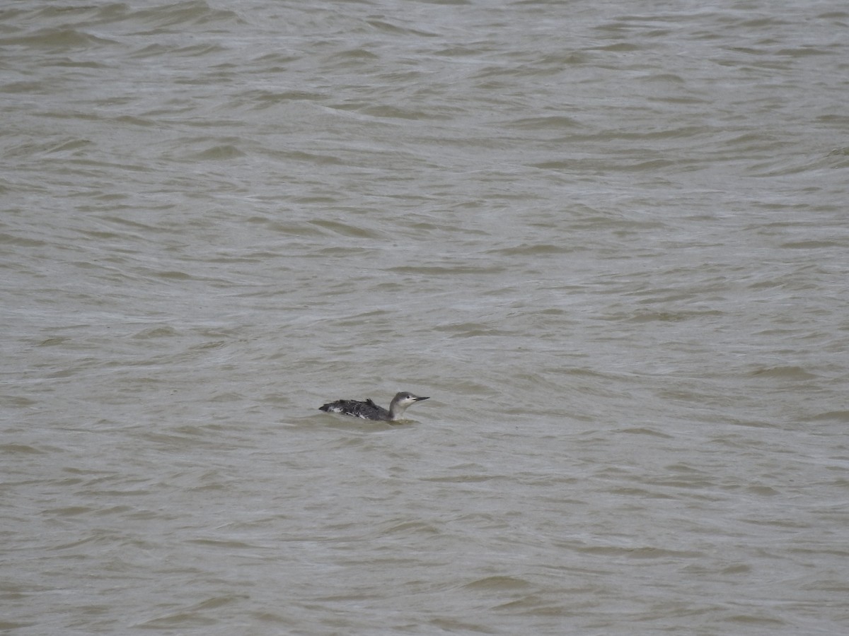Red-throated Loon - ML610497587