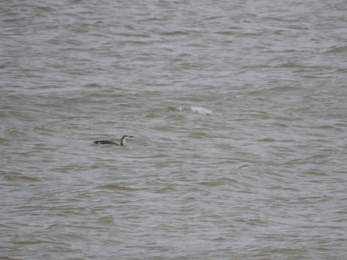 Red-throated Loon - ML610497588
