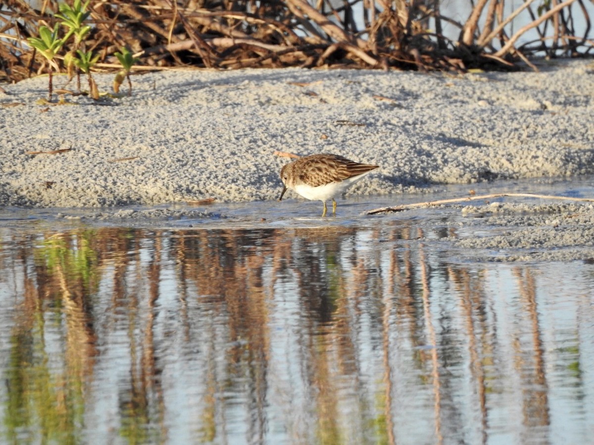 Least Sandpiper - ML610497591