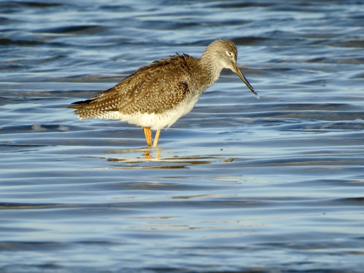 Greater Yellowlegs - ML610497636