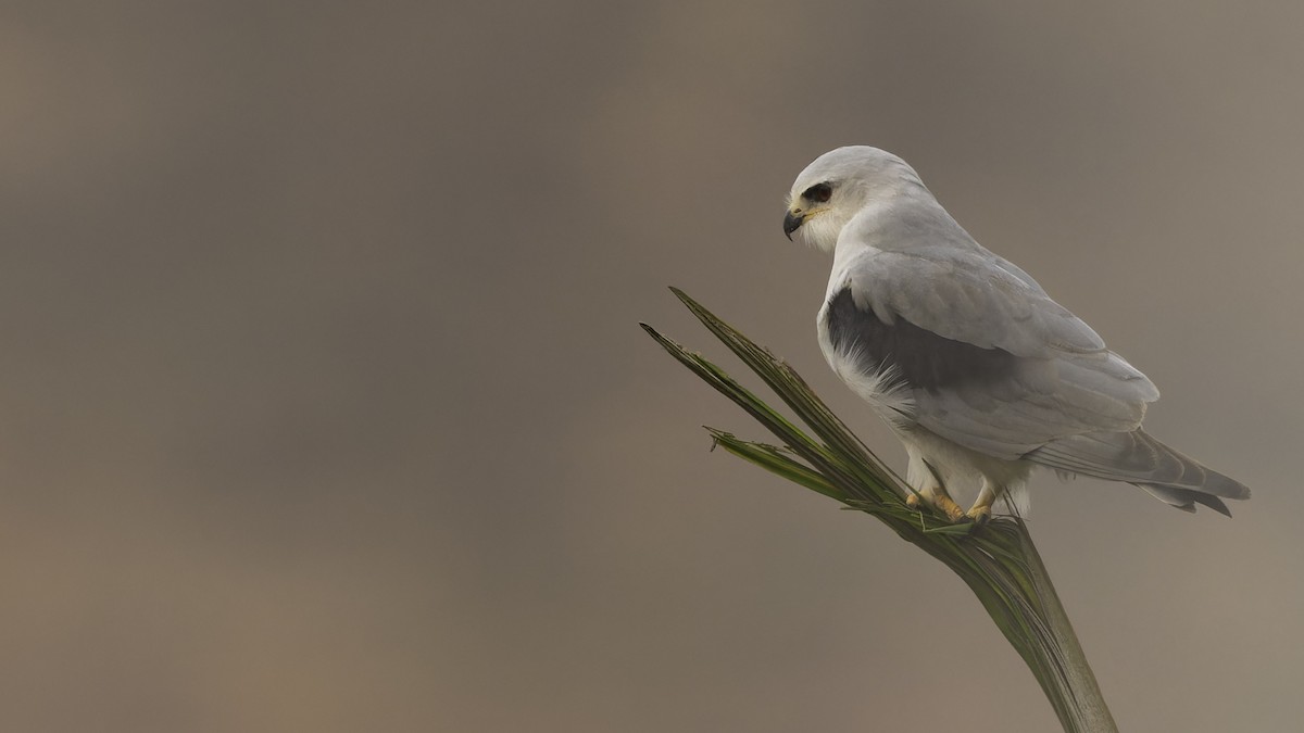 Black-winged Kite (African) - ML610497642