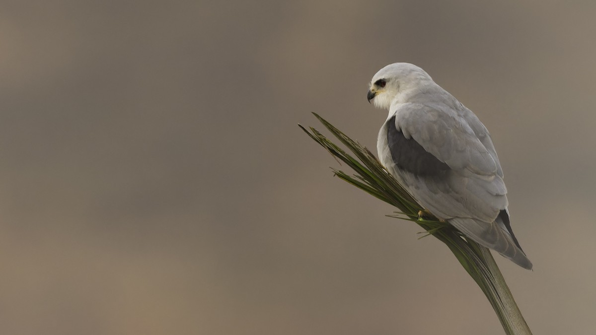 Black-winged Kite (African) - ML610497649