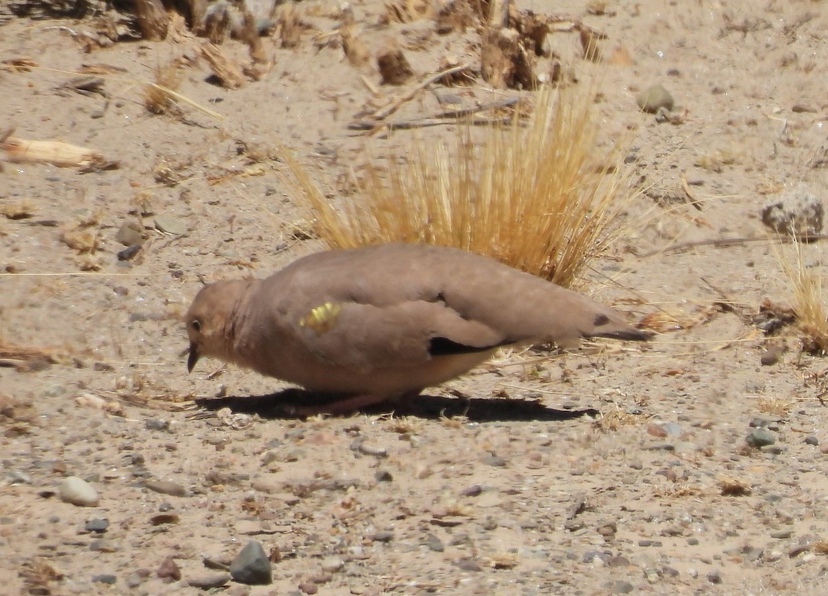 Golden-spotted Ground Dove - ML610497695