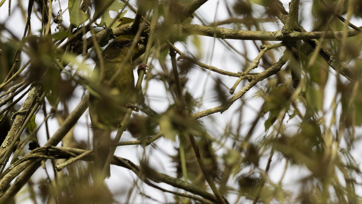 Pulitzer's Longbill - ML610497743