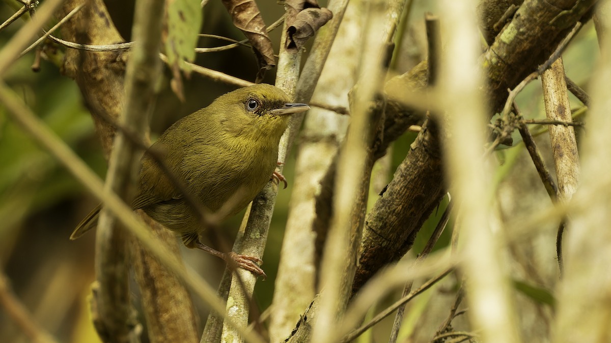 Pulitzer's Longbill - ML610497752