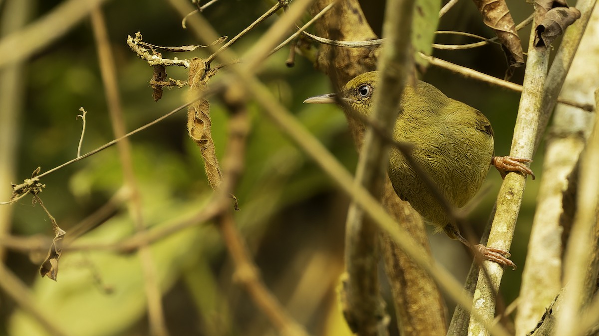 Pulitzer's Longbill - ML610497768