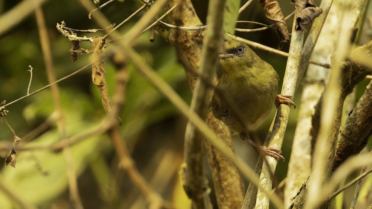 Pulitzer's Longbill - ML610497773