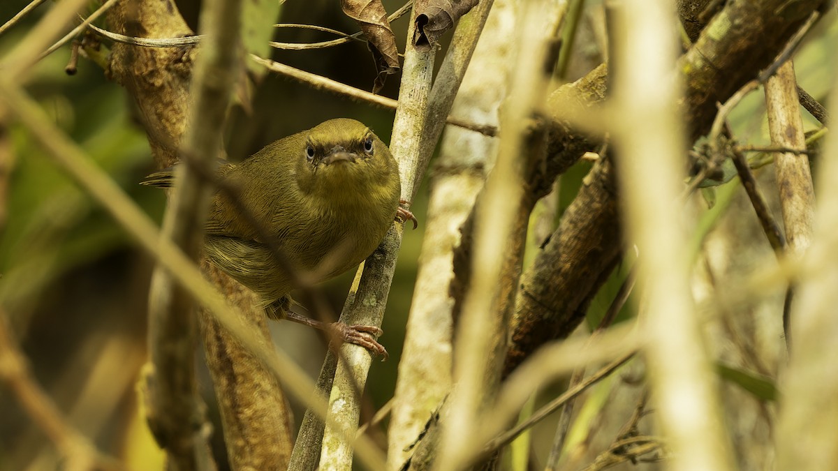 Pulitzer's Longbill - ML610497783