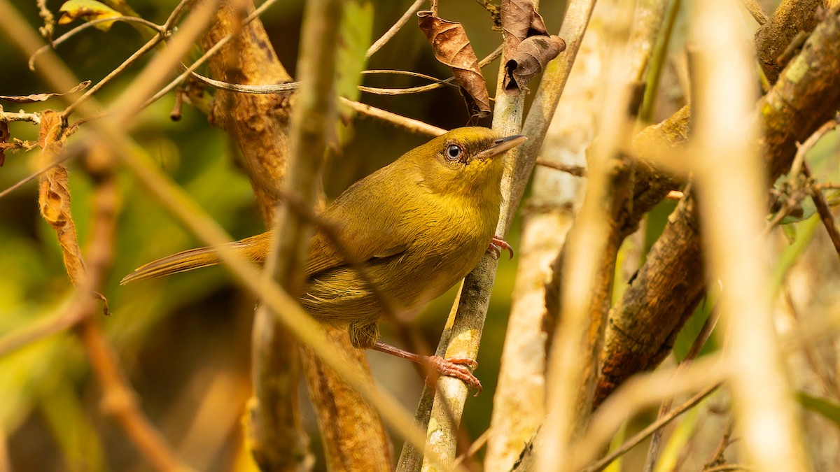 Pulitzer's Longbill - ML610497811