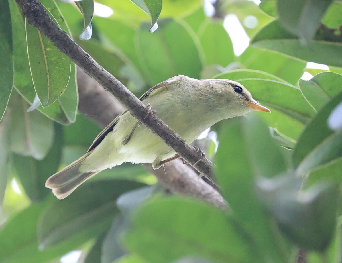 Greenish Warbler - ML610497820