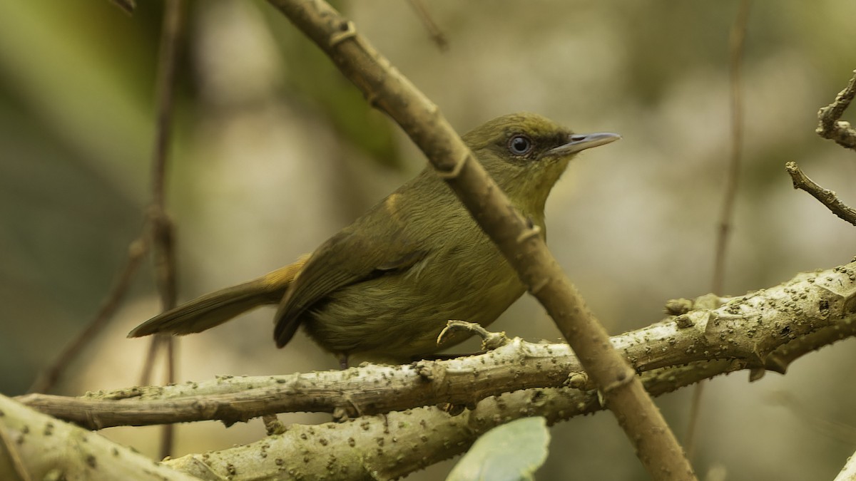 Pulitzer's Longbill - ML610497823