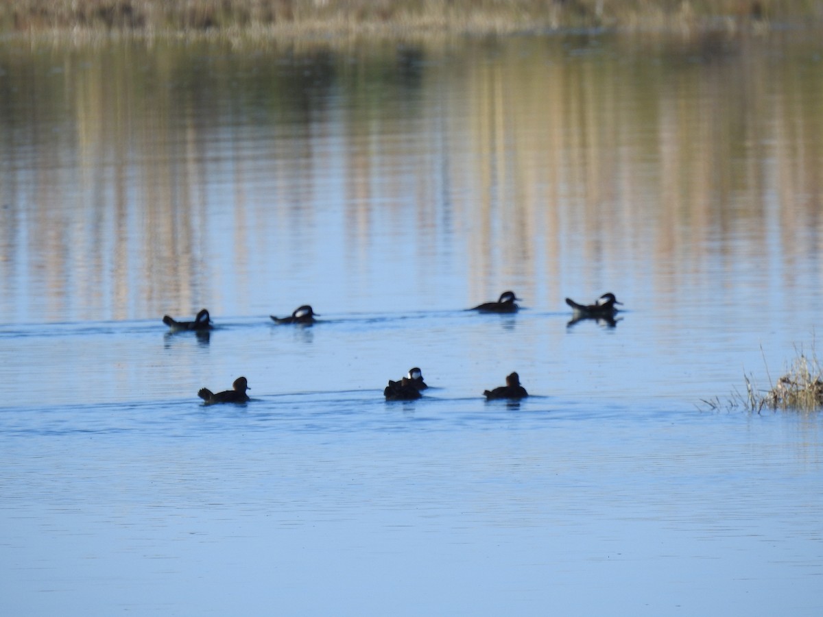 Hooded Merganser - ML610497824