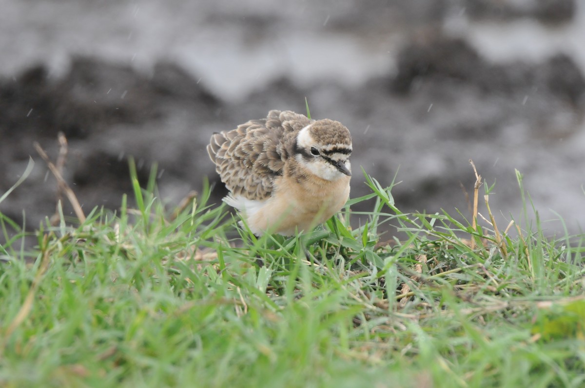 Kittlitz's Plover - ML610497843