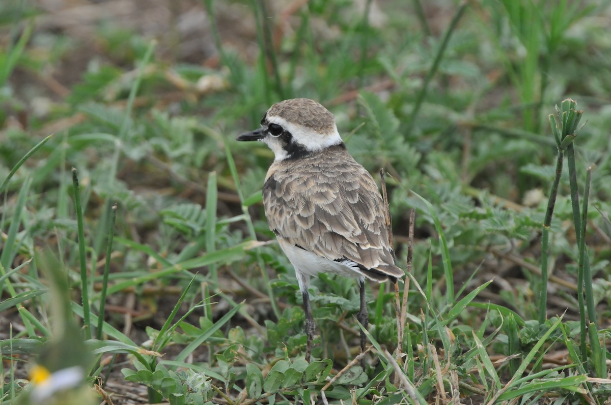 Kittlitz's Plover - ML610497846