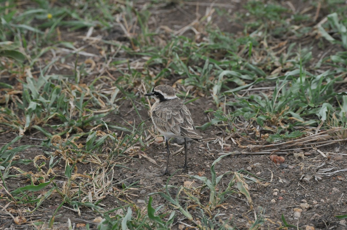 Kittlitz's Plover - ML610497847