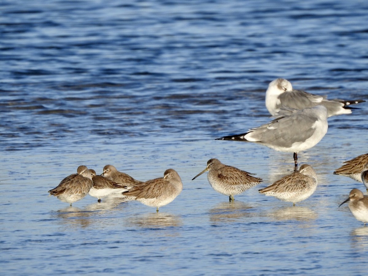 Short-billed Dowitcher - ML610497849