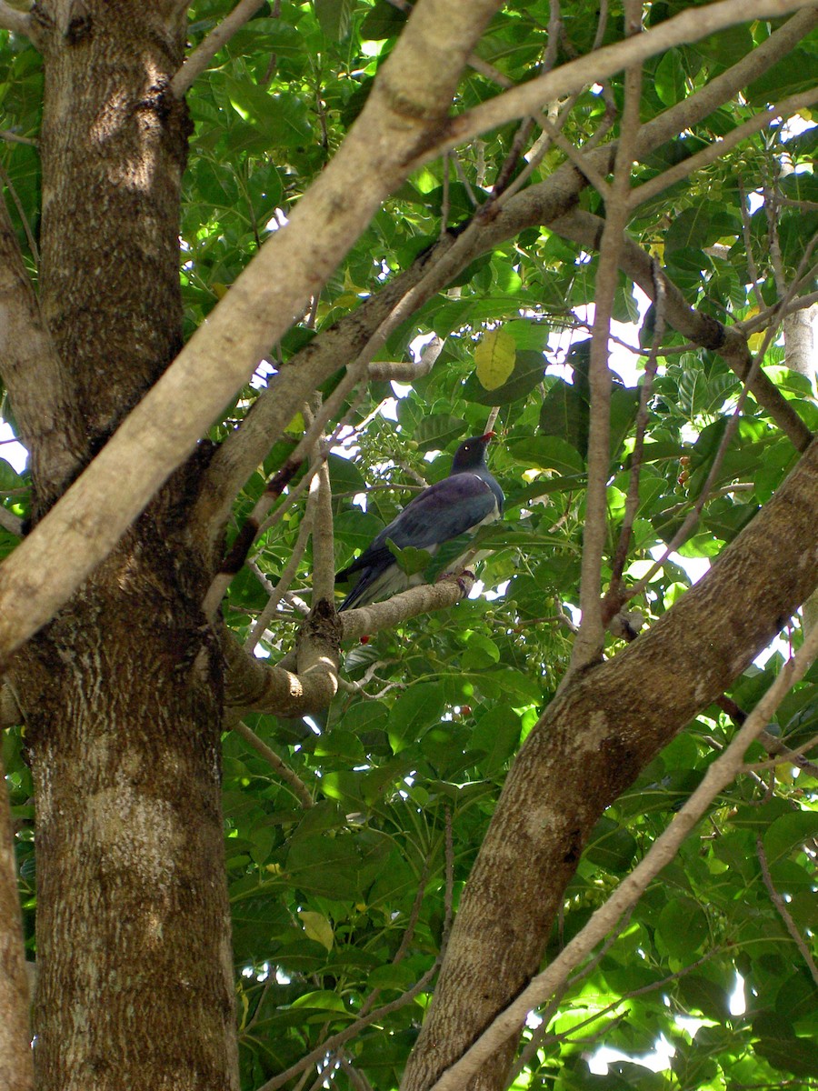 Маорийский плодовый голубь - ML610497869