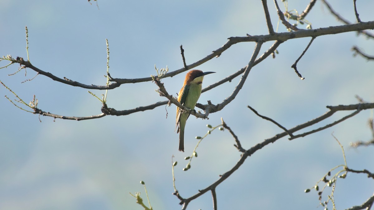 Chestnut-headed Bee-eater - ML610497897