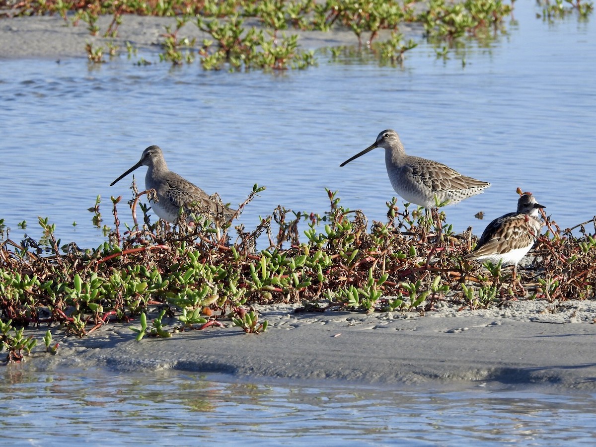 Long-billed Dowitcher - Anita Hooker