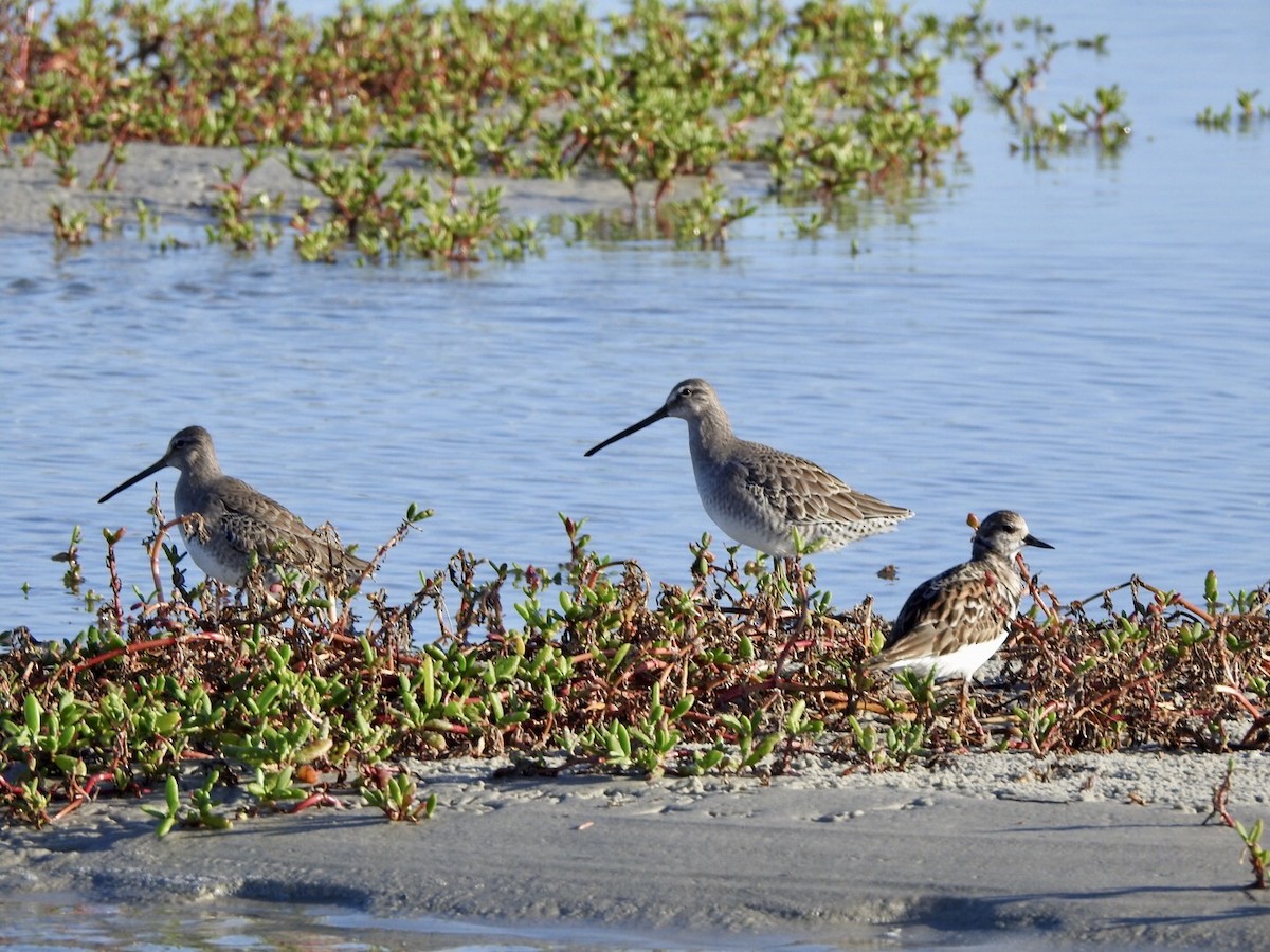 langnebbekkasinsnipe - ML610497900