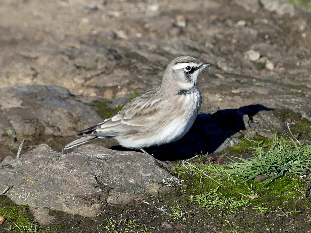 Horned Lark - ML610498041