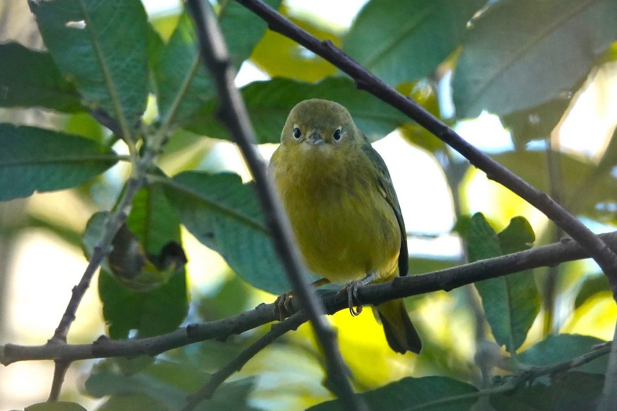 Yellow Warbler - Cliff Cordy