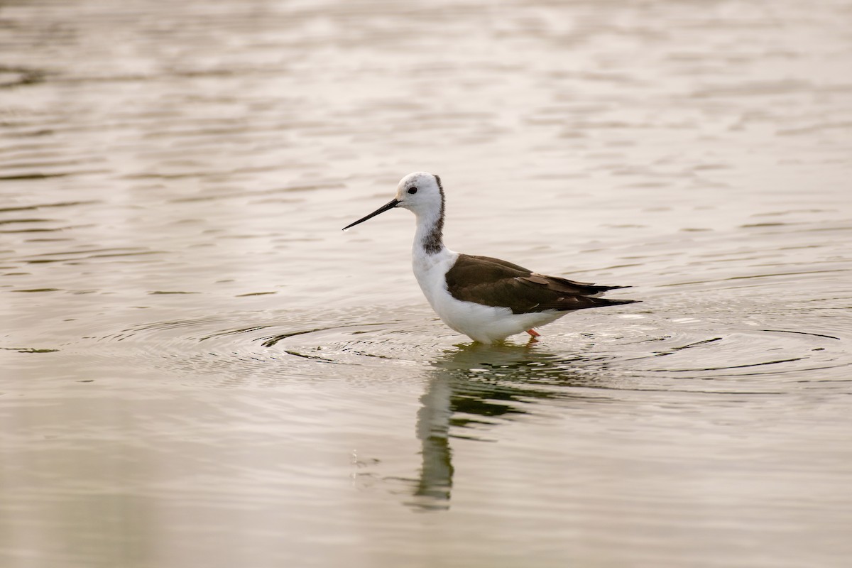 Pied Stilt - Sue Allison