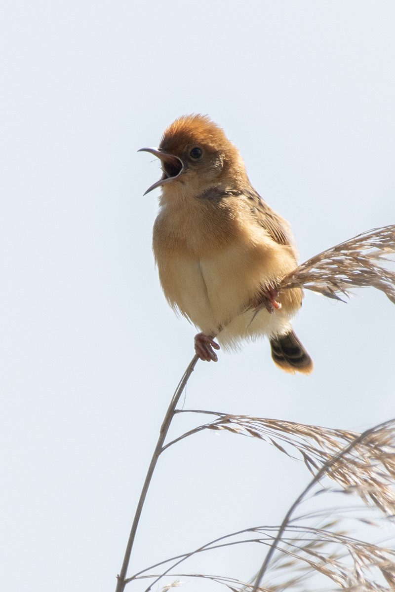 Golden-headed Cisticola - ML610498118