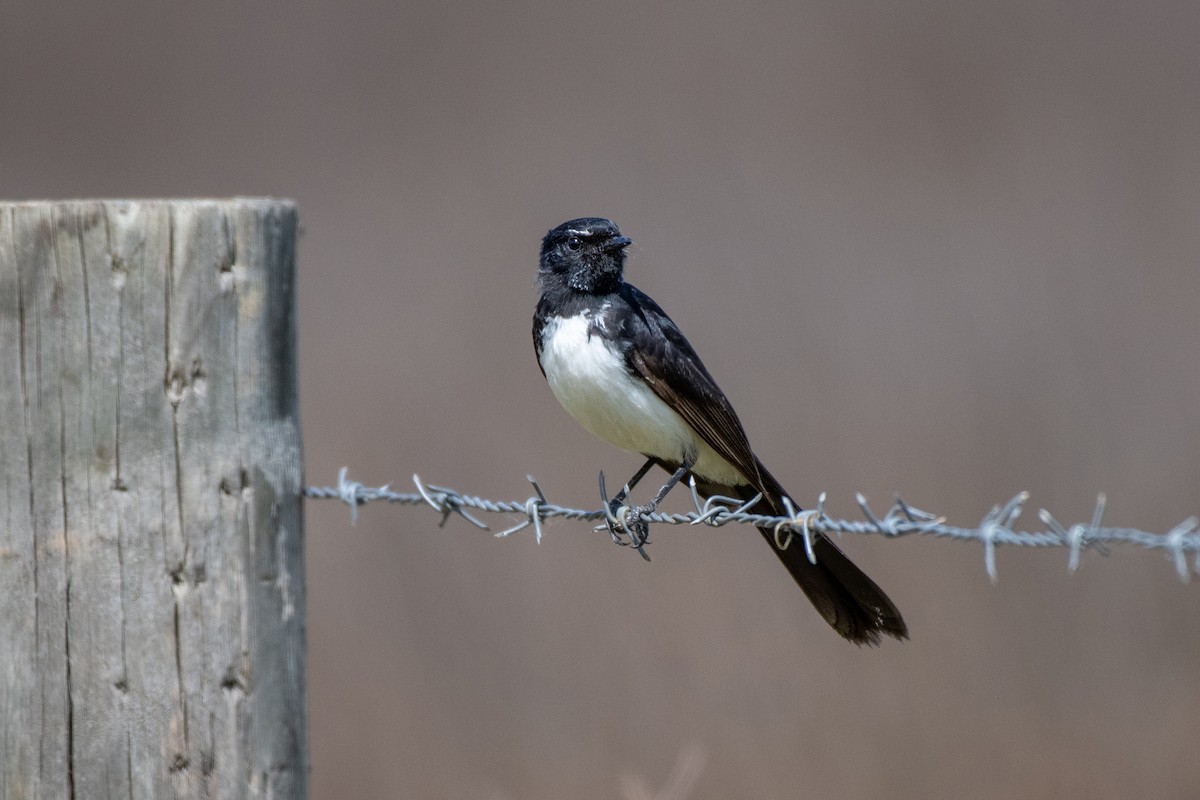 Willie-wagtail - Sue Allison