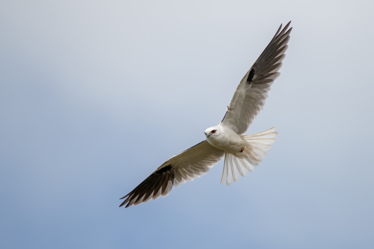 Black-shouldered Kite - Sue Allison