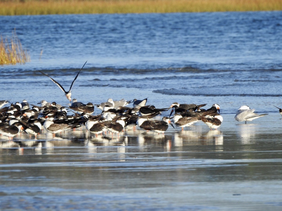 Black Skimmer - ML610498151