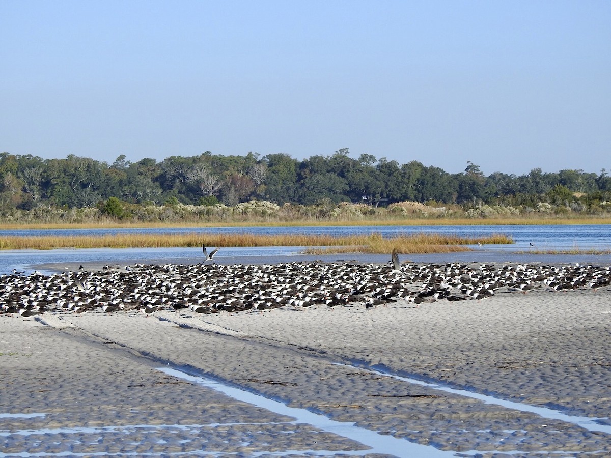 Black Skimmer - ML610498153