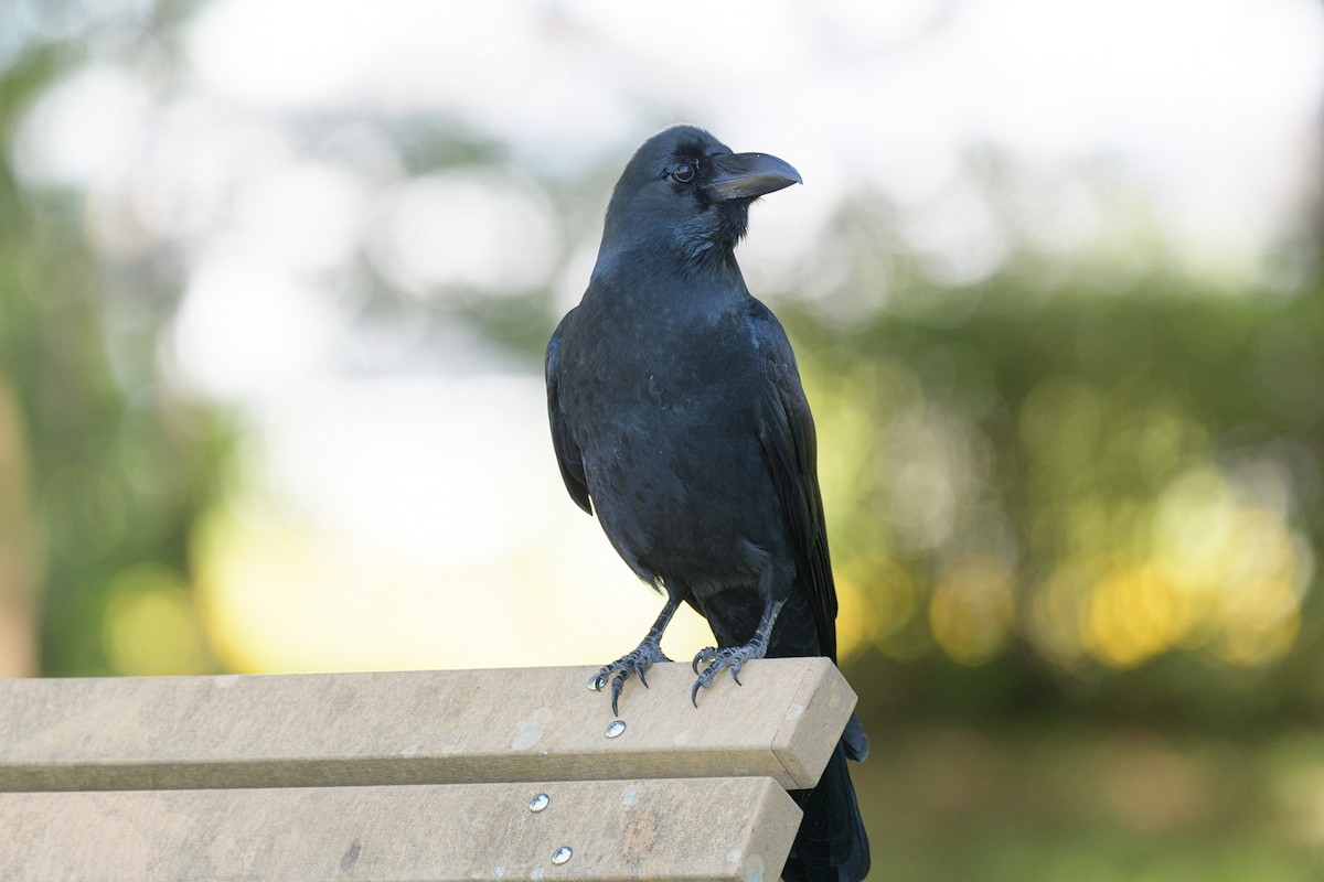 Large-billed Crow - ML610498182