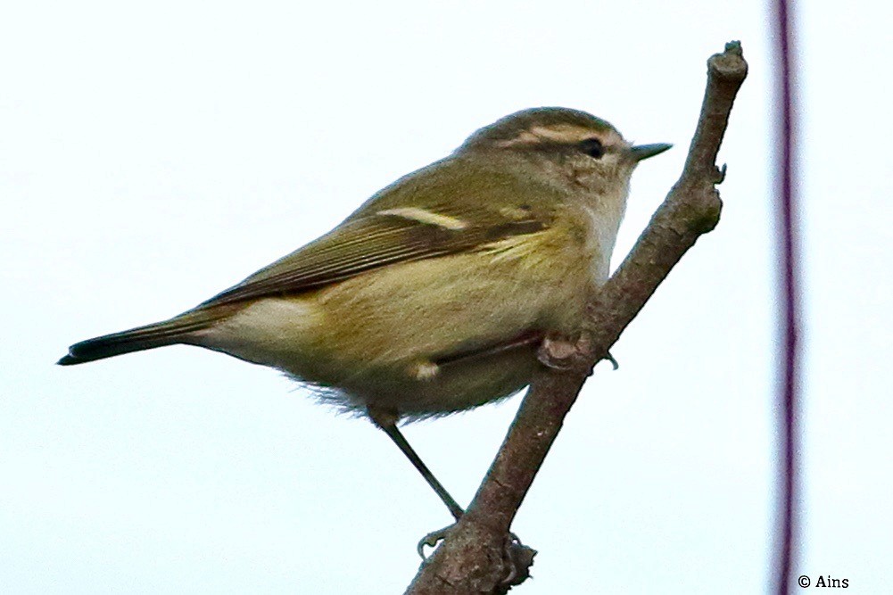 Hume's Warbler - ML610498275