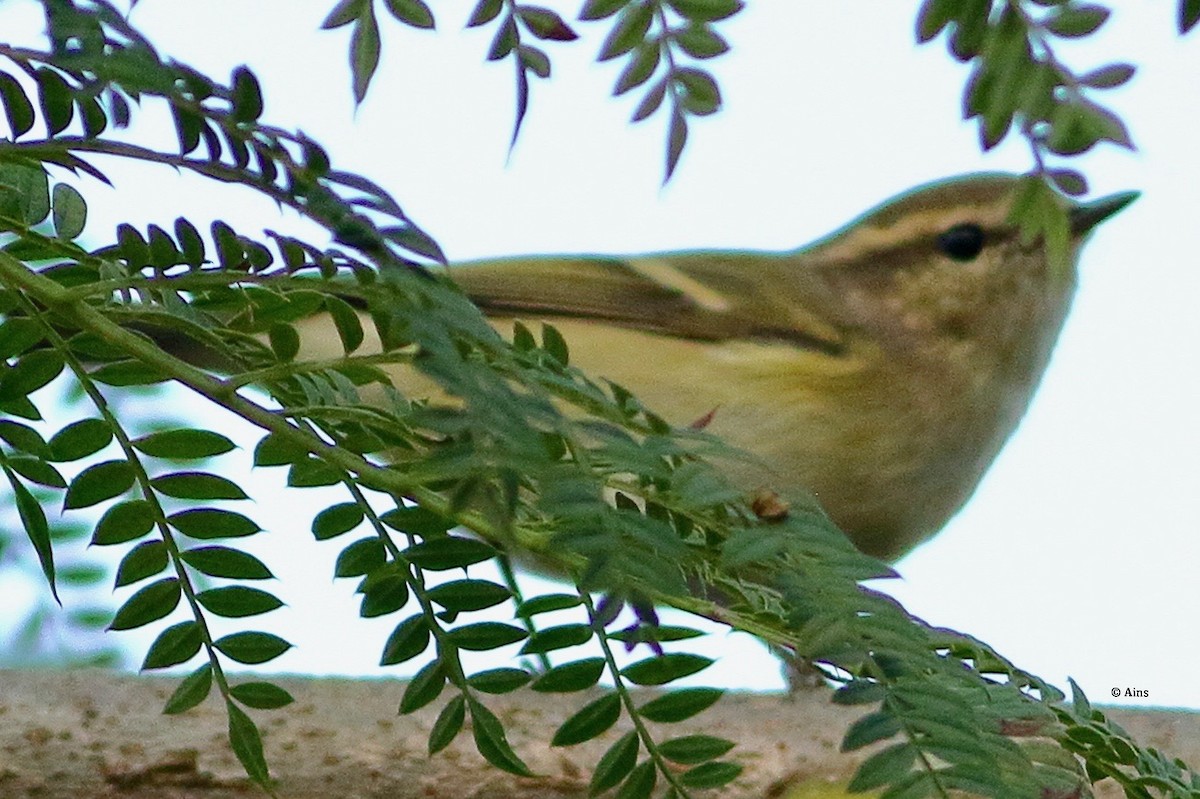 Hume's Warbler - ML610498276