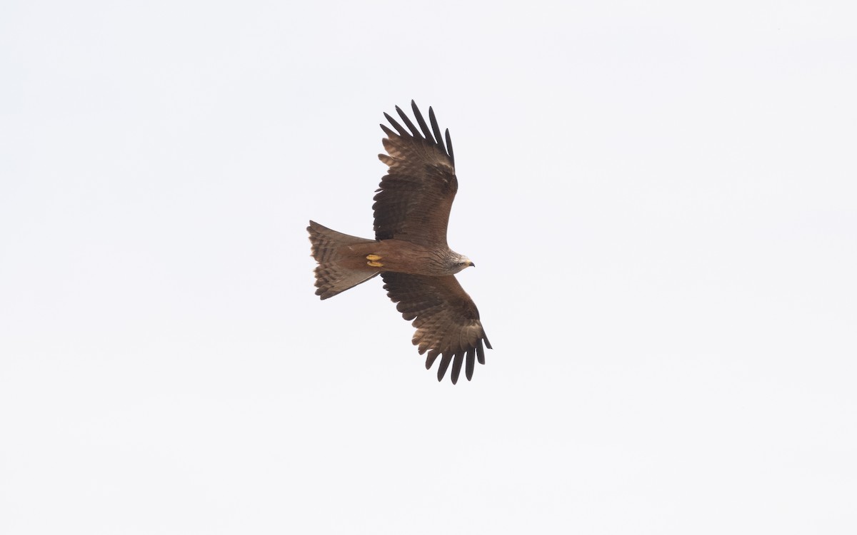 Black Kite (Black) - ML610498282