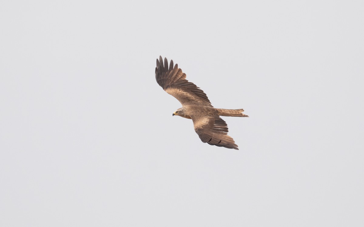 Black Kite (Black) - ML610498283