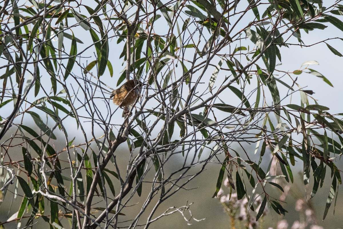 Southern Emuwren - Owen  Lawton