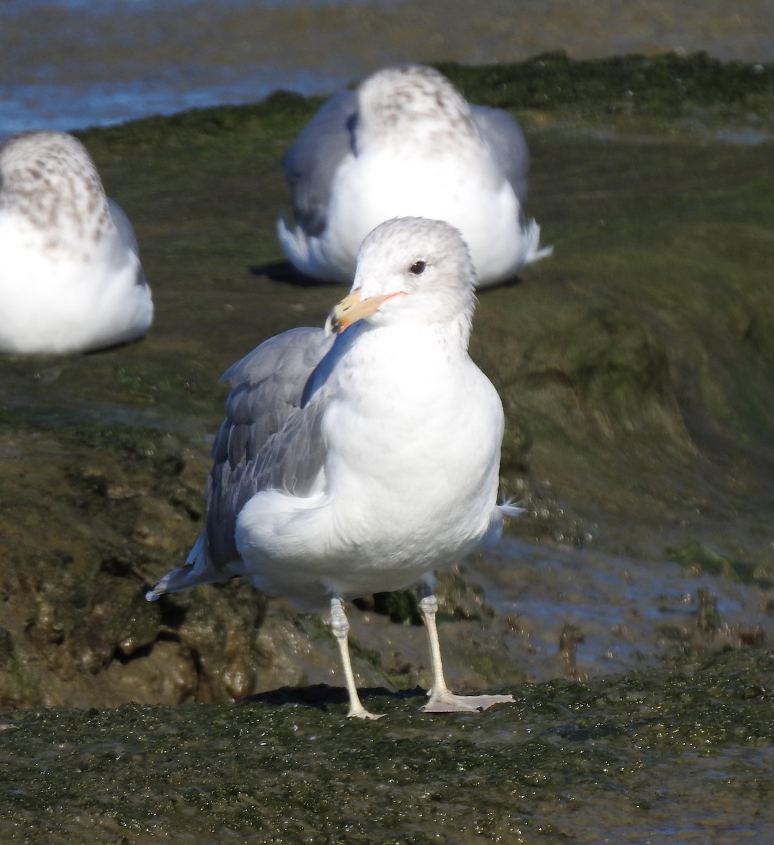 California Gull - ML610498302