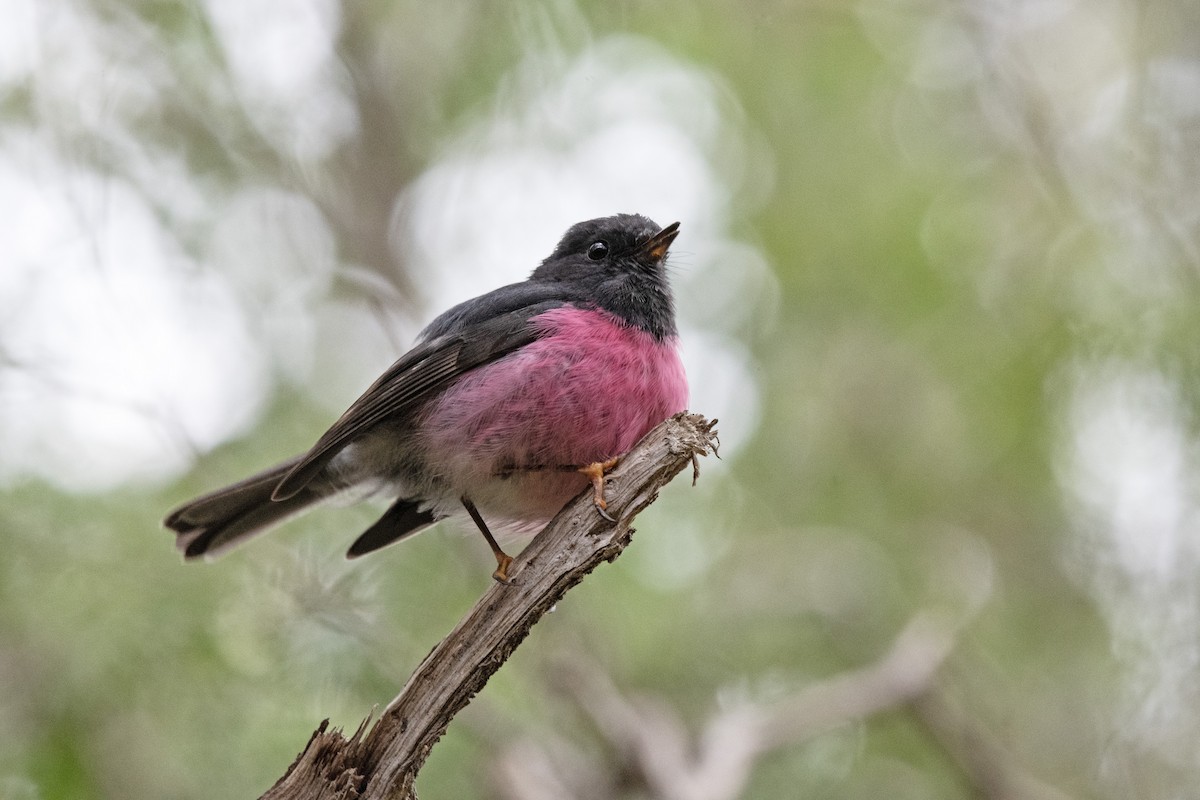 Pink Robin - Owen  Lawton