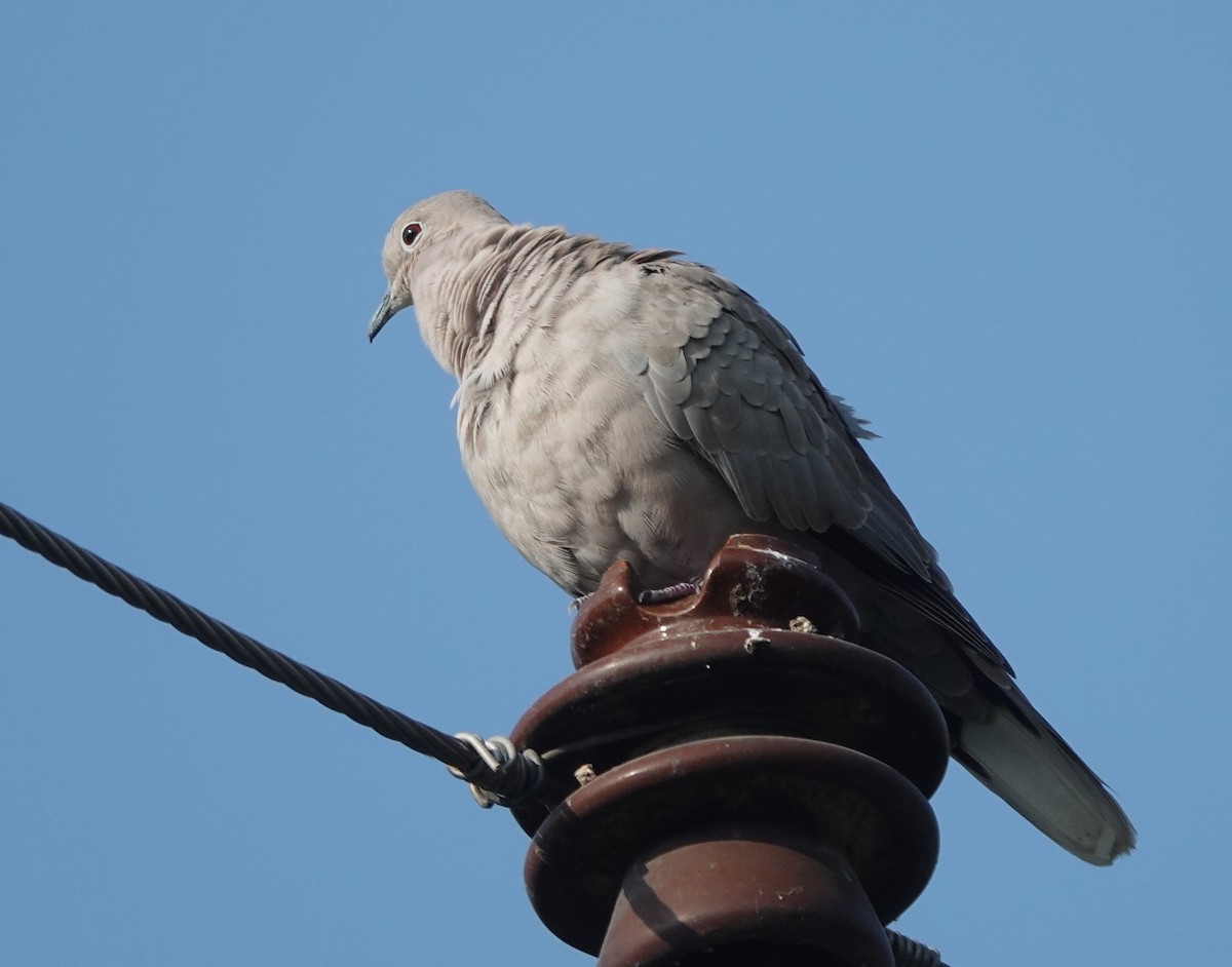 Eurasian Collared-Dove - ML610498398