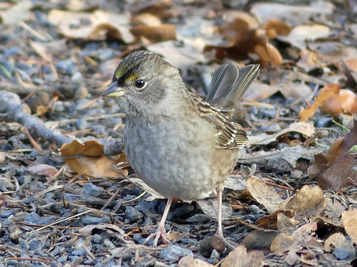 Golden-crowned Sparrow - ML610498485